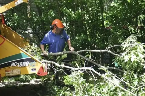 tree services East Bernstadt